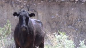 Cow Grazing - Utah